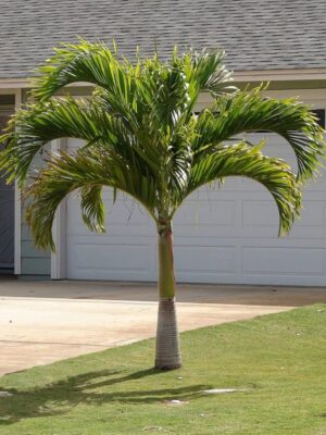 Adonidia merrillii, Christmas Palm, Manila Palmiyesi