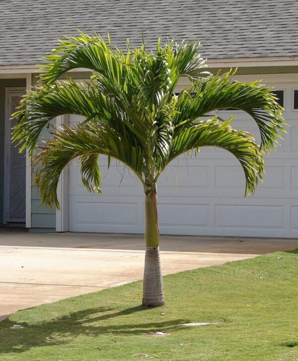 Adonidia merrillii, Christmas Palm, Manila Palmiyesi