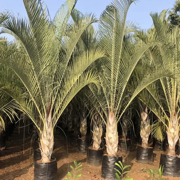 Dypsis decaryi, Triangle palm, Üçgen Palmiye - Görsel 2