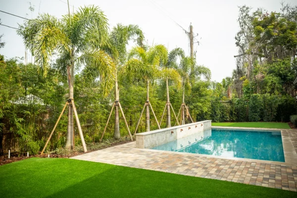 Wodyetia bifurcata, Foxtail Palm, Tilki Kuyruğu Palmiyesi - Görsel 4