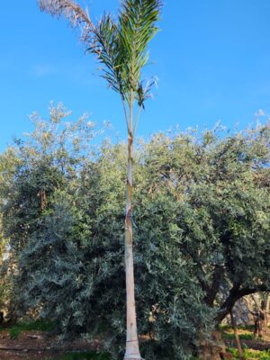 Wodyetia bifurcata, Foxtail Palm, Tilki Kuyruğu Palmiyesi