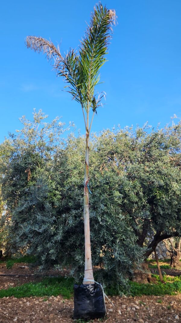 Wodyetia bifurcata, Foxtail Palm, Tilki Kuyruğu Palmiyesi