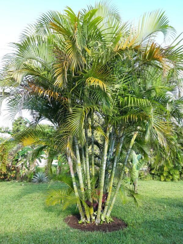 Dypsis lutescens, Areca Palm, Areca Palmiyesi - Görsel 2