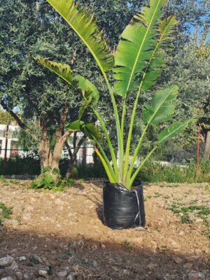 Ravenala madagascariensis, Traveler’s Palm, Ravenala Palmiyesi