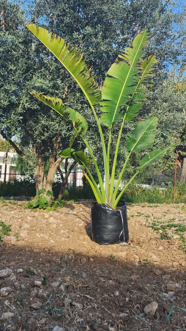 Ravenala madagascariensis, Traveler’s Palm, Ravenala Palmiyesi