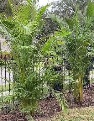 Dypsis lutescens, Areca Palm, Areca Palmiyesi