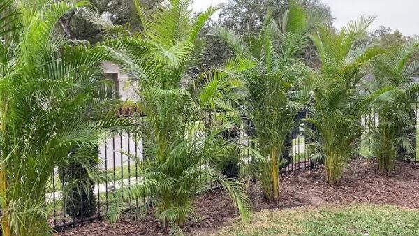 Dypsis lutescens, Areca Palm, Areca Palmiyesi