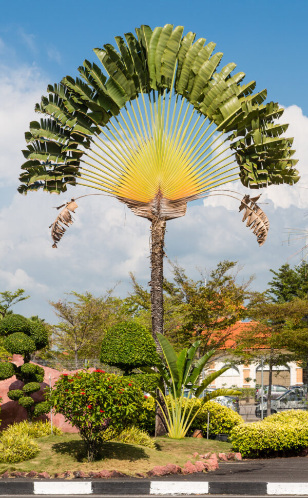Ravenala madagascariensis, Traveler’s Palm, Ravenala Palmiyesi - Görsel 2