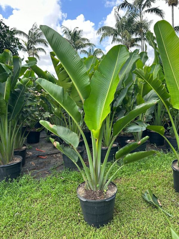 Ravenala madagascariensis