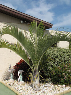 Dypsis decaryi, Triangle palm, Üçgen Palmiye